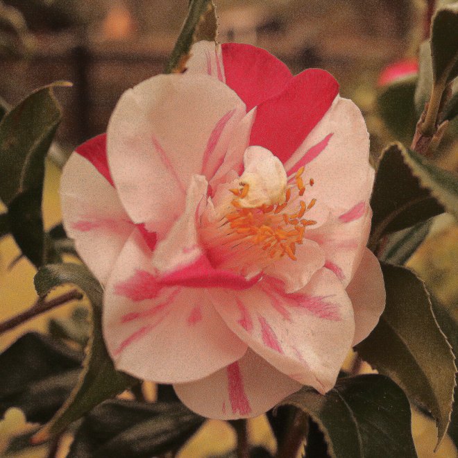 IMG_1725.jpgMagnolia5