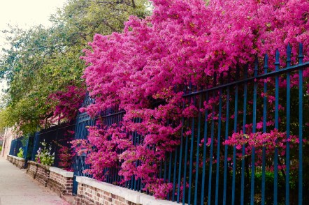 Washington Park azaleas in March.